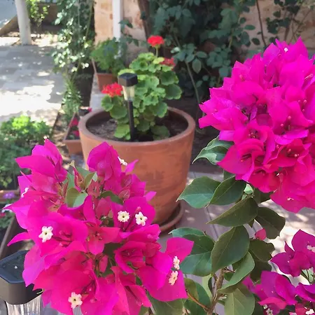 Ξενοδοχείο Citrus Garden