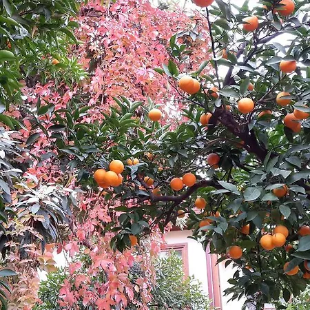 Citrus Garden Ξενοδοχείο Αττάλεια
