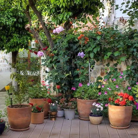 Citrus Garden